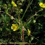 Potentilla inclinata Flower