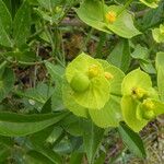 Euphorbia serrata Habit