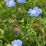 Linum alpinumफूल