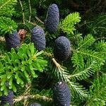 Abies koreana Cvet