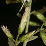 Brickellia californica Flower