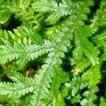 Selaginella stenophylla Лист