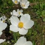 Anemone sylvestris Kwiat