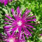 Delosperma cooperi Λουλούδι
