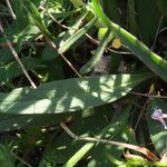 Valeriana tuberosa Leaf