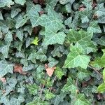 Hedera hibernica 葉