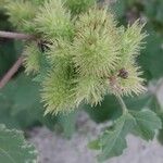 Xanthium strumariumFruto