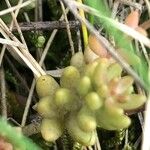 Sedum rubens Hoja