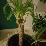 Yucca giganteaFuelha