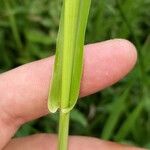 Hymenachne amplexicaulis Leaf