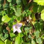 Ruellia patula 花