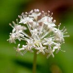 Panax trifolius Flower