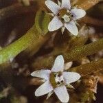 Limosella aquatica Flower