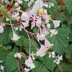 Begonia minor Λουλούδι