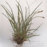 Carex umbrosa Vivejo