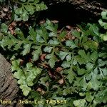 Asplenium cuneifolium Hoja