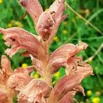 Orobanche teucrii Цвят