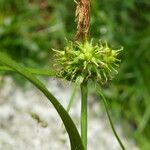 Carex lepidocarpa Квітка