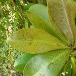 Badula barthesia Leaf