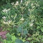 Arnoglossum atriplicifolium Λουλούδι