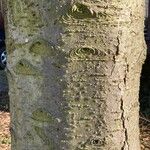 Abies concolor Corteccia