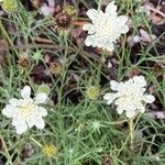 Scabiosa ochroleuca Flower