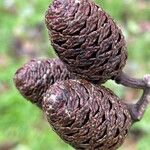 Alnus cordata Fruchs
