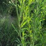 Helichrysum odoratissimum Deilen