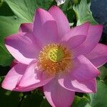 Nelumbo nucifera Flower