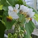 Sparrmannia africana Flower