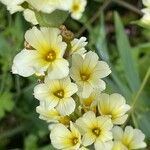 Sisyrinchium striatum Flower