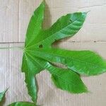 Sterculia kayae Leaf