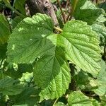 Humulus lupulus Ліст