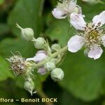 Rubus adscitus Flower