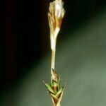 Carex firma Egyéb