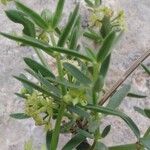 Rubia tenuifolia Beste bat