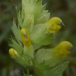 Rhinanthus alectorolophus Çiçek