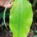 Klainedoxa gabonensis Leaf