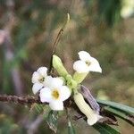Daphne gnidium Flower