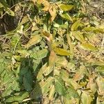 Lagerstroemia parviflora Leaf