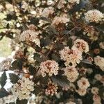 Physocarpus opulifolius Flower