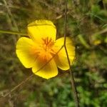 Eschscholzia caespitosa Virág