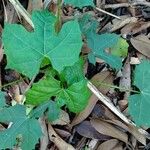 Cnidoscolus aconitifolius Blatt