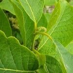 Pterostyrax hispidus Folla