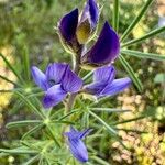 Lupinus angustifolius Virág