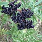 Sambucus ebulusПлід