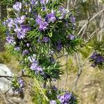 Psoralea pinnata Blatt