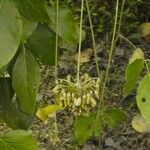 Mucuna holtonii Іншае