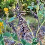 Crotalaria mitchellii Цветок