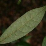 Anaxagorea dolichocarpa Leaf